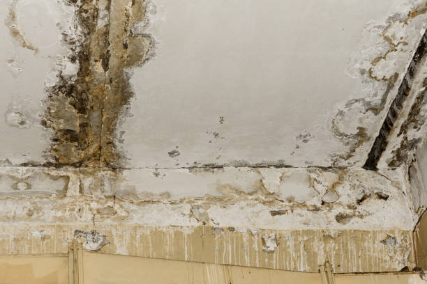 Best Mold Remediation for Healthcare Facilities  in Wintersville, OH