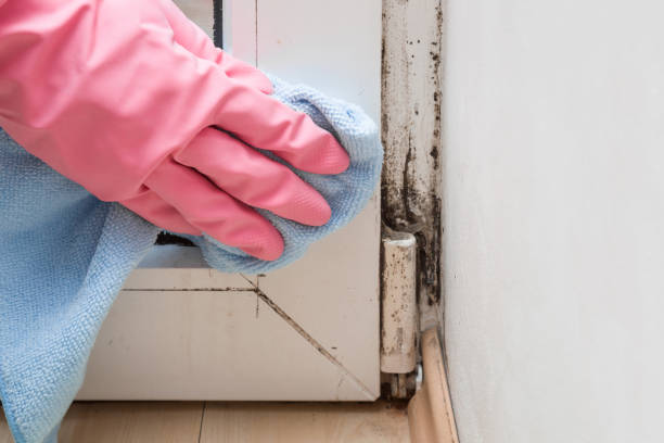 Best Black Mold Removal  in Wintersville, OH